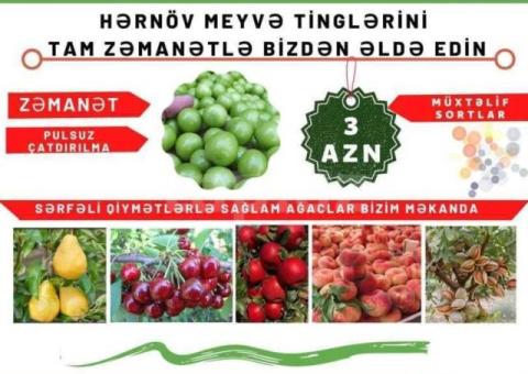 Meyvə tingləri