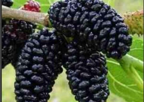 Xar tut ağacı
